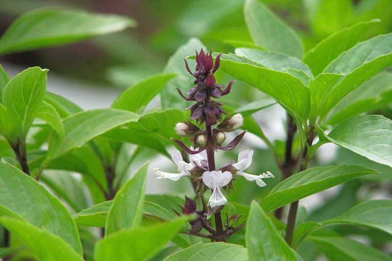 Bí quyết trồng 9 loại rau gia vị và dược liệu tại nhà