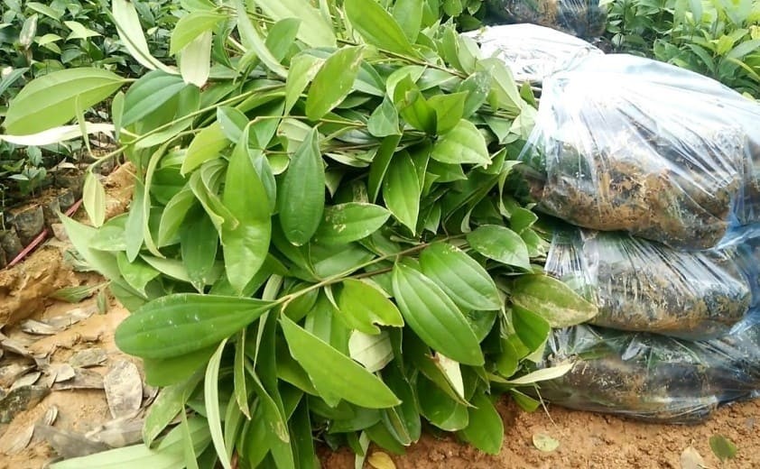 Bài 2: Cây quế chữa những bệnh gì Bài 2: Cây quế chữa những bệnh gì