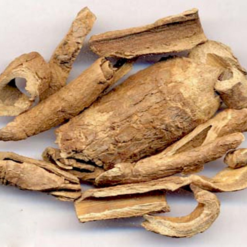 Một số bài thuốc có Địa cốt bì Một số bài thuốc có Địa cốt bì