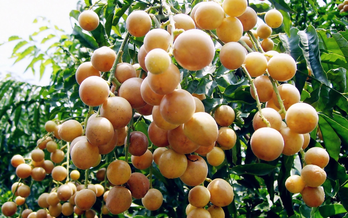 Hồng bì: Loại quả nhỏ nhắn, công dụng lớn với sức khỏe Hồng bì: Loại quả nhỏ nhắn, công dụng lớn với sức khỏe