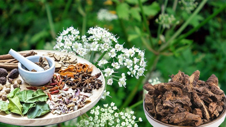 Một số bài thuốc chữa bệnh từ khương hoạt