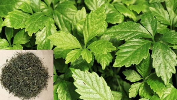 Giảo cổ lam - Thảo dược quý hỗ trợ điều trị tiểu đường và bảo vệ sức khỏe toàn diện