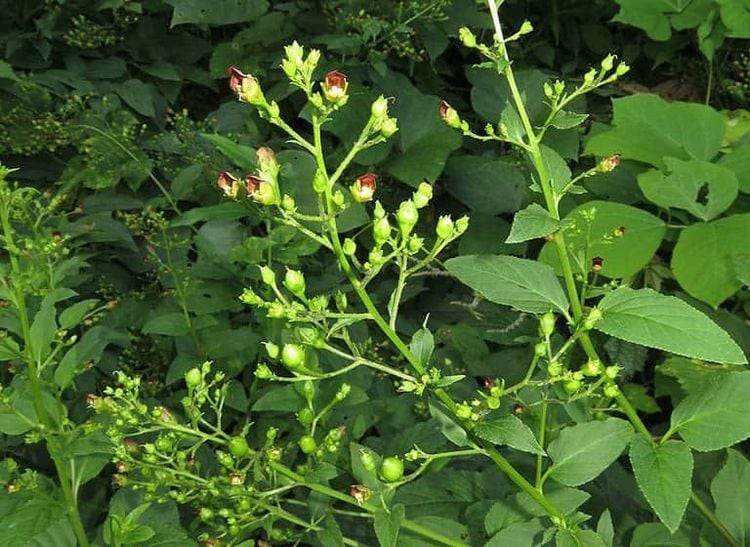 15 bài thuốc từ huyền sâm