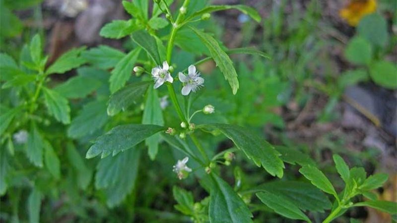 Cây cam thảo đất chữa những bệnh gì cà lưu ý khi dùng Cây cam thảo đất chữa những bệnh gì cà lưu ý khi dùng