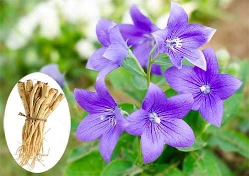 Bài thuốc chữa bệnh từ cây cát cánh