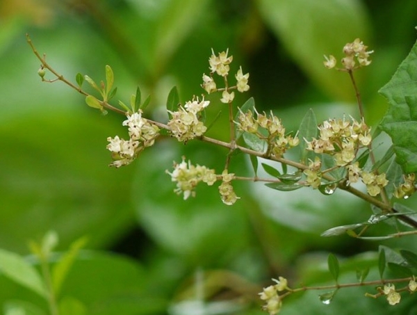 Tìm hiểu về cây móng tay và bài thuốc hay