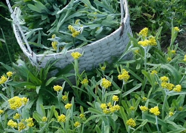 Công dụng và bài thuốc chữa bệnh hiệu quả từ cây rau khúc