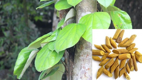 Cây vàng đắng: Công dụng, cách dùng trị bệnh