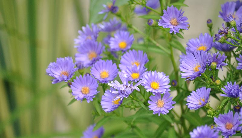 Công dụng và các bài thuốc chữa bệnh từ cây cúc tím