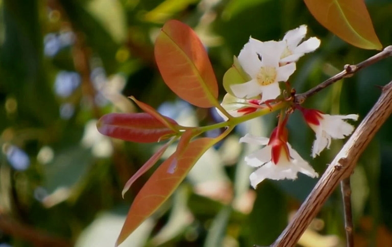 Cách sử dụng cây thành ngạnh trong các bài thuốc chữa bệnh