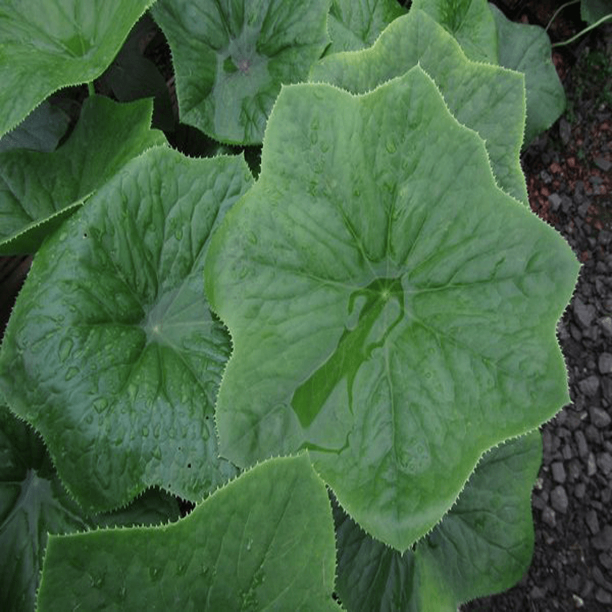 Dược liệu bát giác liên