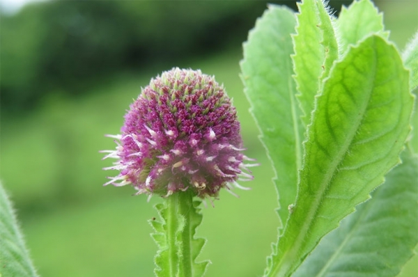 Công dụng và bài thuốc chữa bệnh hiệu quả từ cỏ chân vịt