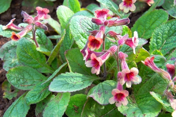 Công dụng và bài thuốc chữa bệnh từ cây sinh địa