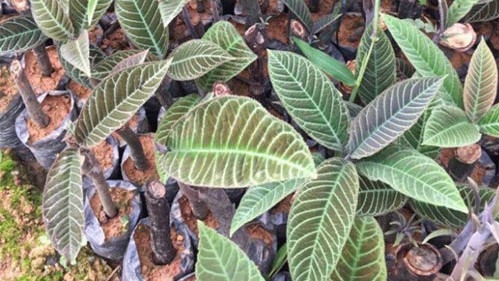 Cách sử dụng cây khôi nhung trong các bài thuốc chữa bệnh