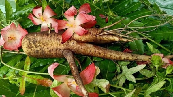 Sâm bố chính: Công dụng, cách dùng trị bệnh