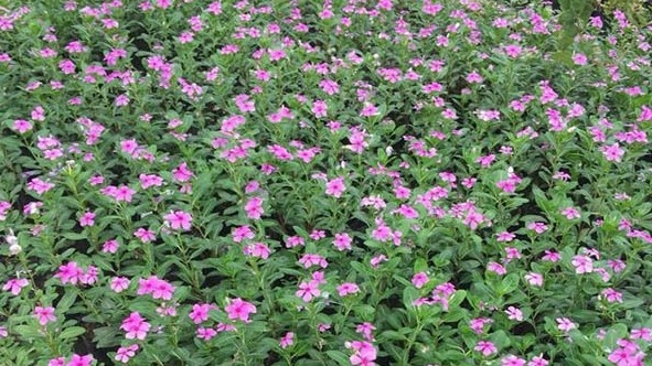 Công dụng và bài thuốc chữa bệnh từ cây dừa cạn