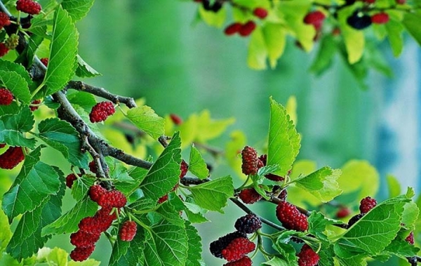 Công dụng và bài thuốc chữa bệnh từ cây dâu tằm