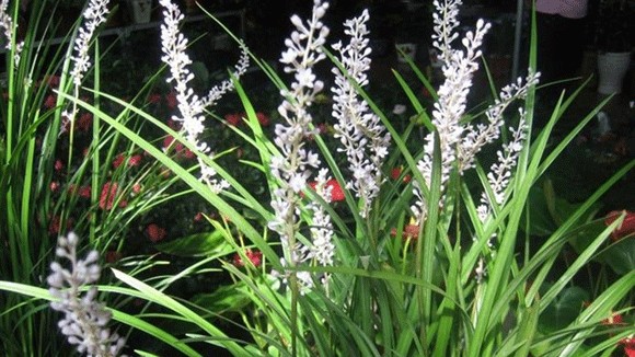 Cách sử dụng cây mạch môn trong các bài thuốc chữa bệnh