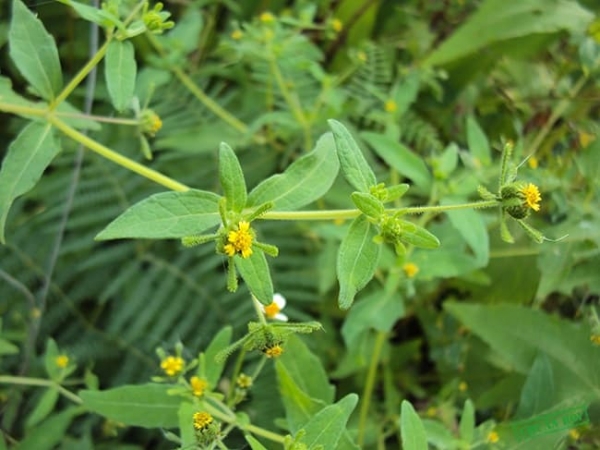 Công dụng và bài thuốc chữa bệnh hiệu quả từ cây hy thiêm