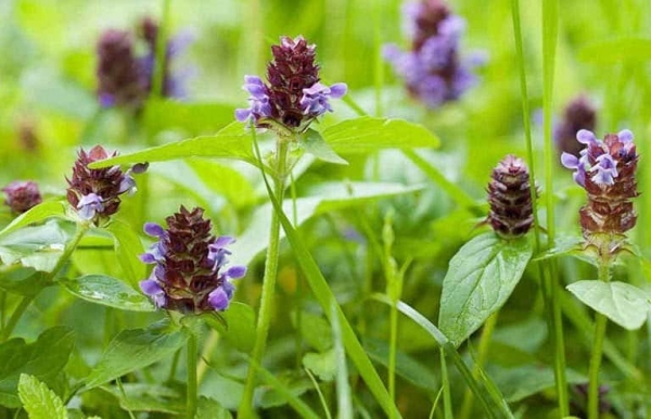 Bài thuốc chữa bệnh hiệu quả từ cây hạ khô thảo