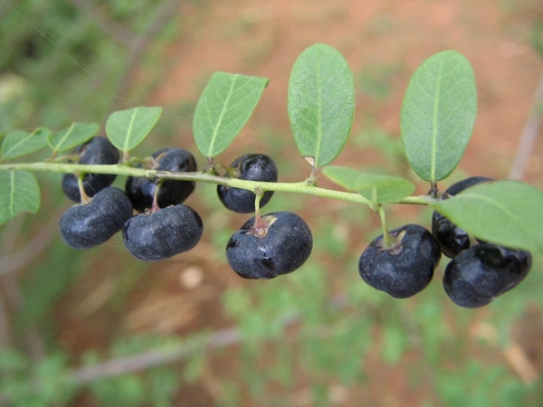 Cây phèn đen: Công dụng, cách dùng trị bệnh