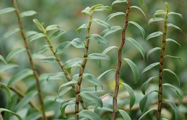 Bài thuốc chữa bệnh tuyệt vời từ cây thạch hộc tía Bài thuốc chữa bệnh tuyệt vời từ cây thạch hộc tía