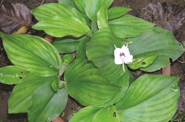 Cách sử dụng cây địa liền trong các bài thuốc chữa bệnh