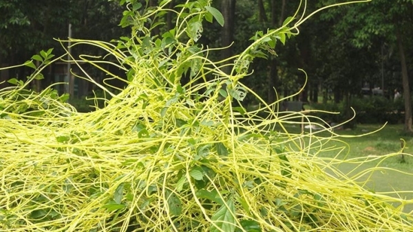 Cách dùng dây tơ hồng  trị bệnh