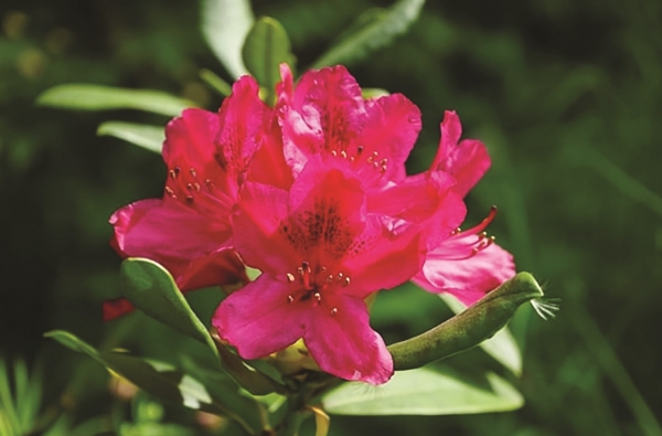 Công dụng và bài thuốc chữa bệnh tuyệt vời từ cây đỗ quyên