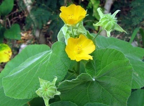 Công dụng và bài thuốc chữa bệnh từ cây cối xay