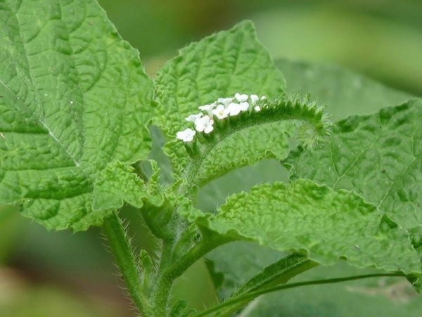 Cây vòi voi: Công dụng, cách dùng trị bệnh trong y học cổ truyền