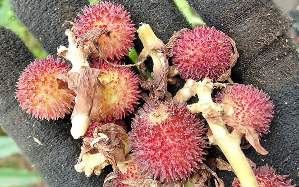 Cây sa nhân: Công dụng, cách dùng trị bệnh trong y học cổ truyền