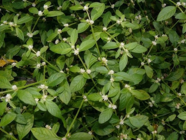 Cây rau dệu: Công dụng, cách dùng trị bệnh theo y học cổ truyền