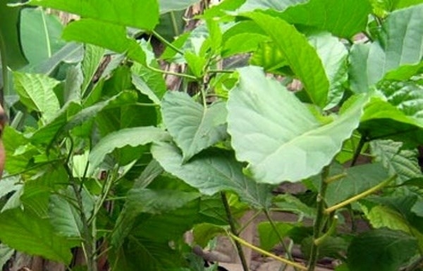 Lá du mại - "sát thủ" giấu mặt trong vườn nhà và cách phòng tránh ngộ độc