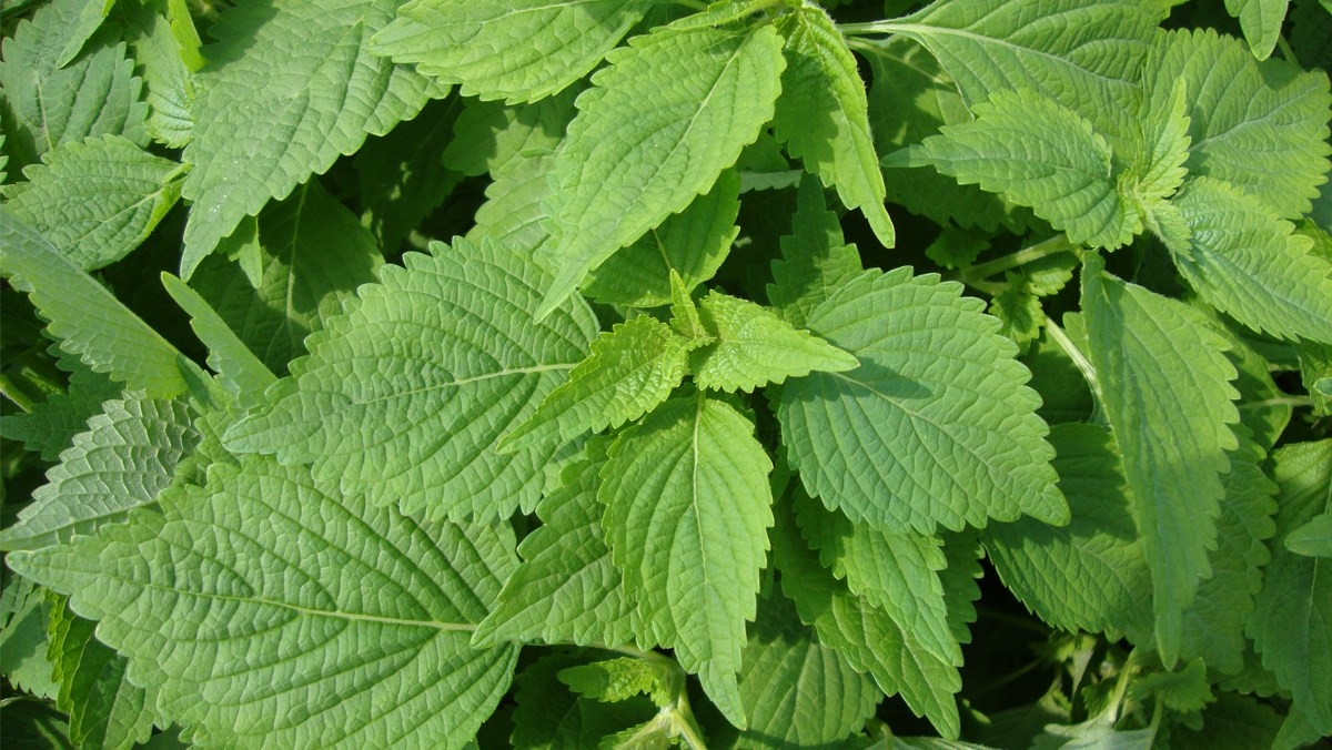 Lá kinh giới Lá kinh giới