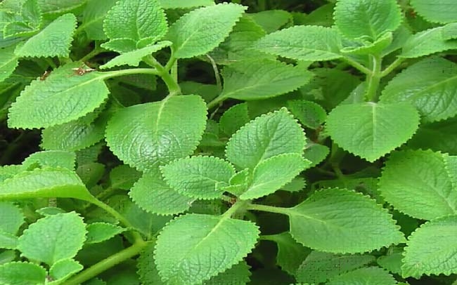 Bí quyết trồng 9 loại rau gia vị và dược liệu tại nhà