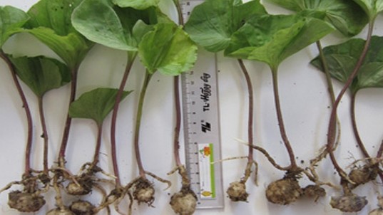 Cách sử dụng cây một lá trong các bài thuốc chữa bệnh