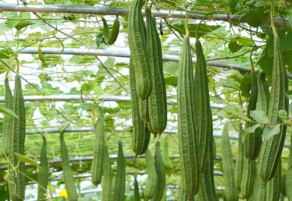 Cây mướp khía: Công dụng, cách dùng trị bệnh theo y học cổ truyền