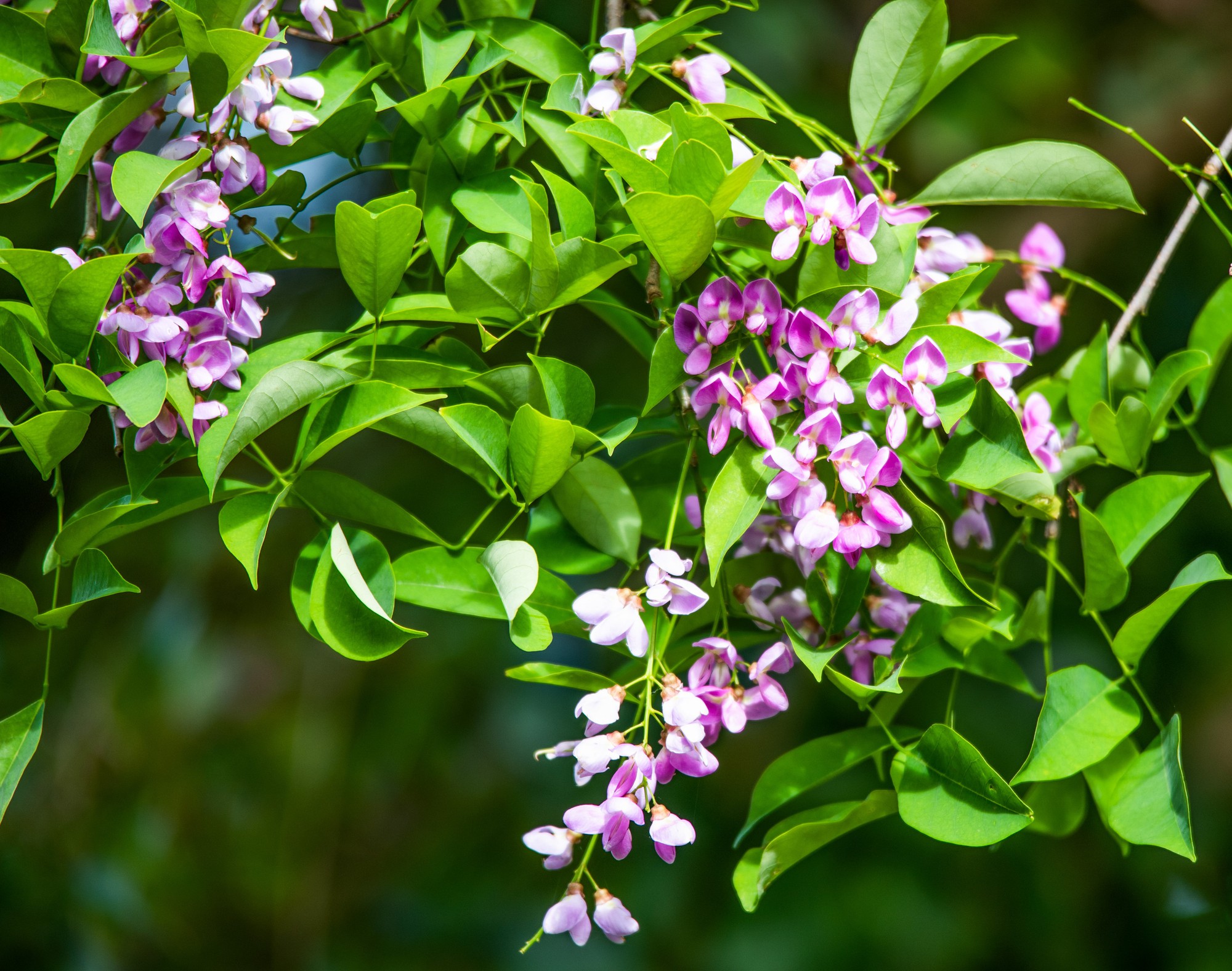 Cách sử dụng cây thàn mát trong các bài thuốc chữa bệnh Cách sử dụng cây thàn mát trong các bài thuốc chữa bệnh