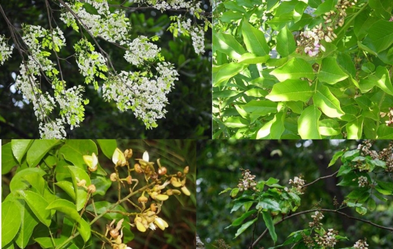 Cách sử dụng cây thàn mát trong các bài thuốc chữa bệnh Cách sử dụng cây thàn mát trong các bài thuốc chữa bệnh