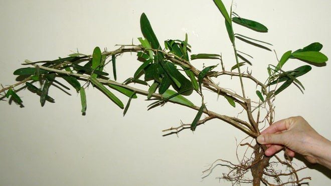 Công dụng và bài thuốc chữa bệnh của cây xáo tam thân Công dụng và bài thuốc chữa bệnh của cây xáo tam thân