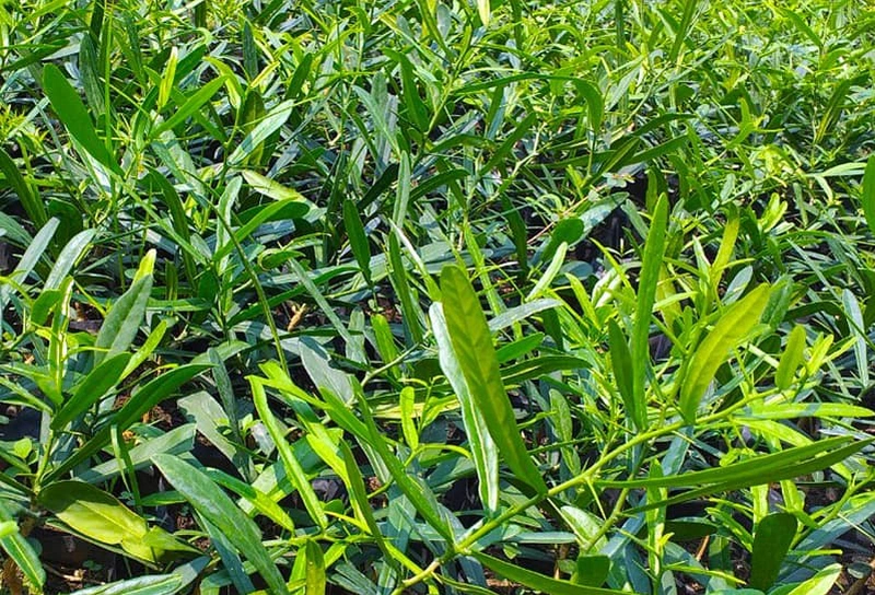 Công dụng và bài thuốc chữa bệnh của cây xáo tam thân Công dụng và bài thuốc chữa bệnh của cây xáo tam thân