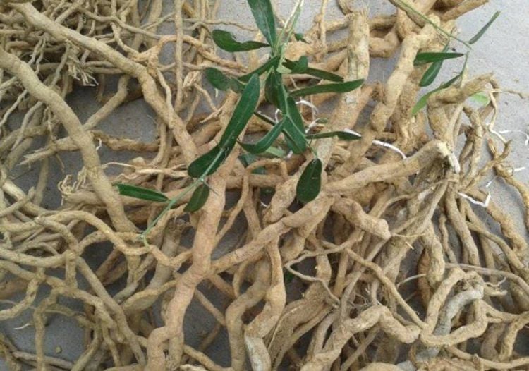 Công dụng và bài thuốc chữa bệnh của cây xáo tam thân Công dụng và bài thuốc chữa bệnh của cây xáo tam thân