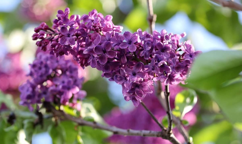 Công dụng và các bài thuốc chữa bệnh từ cây tử đinh hương Công dụng và các bài thuốc chữa bệnh từ cây tử đinh hương