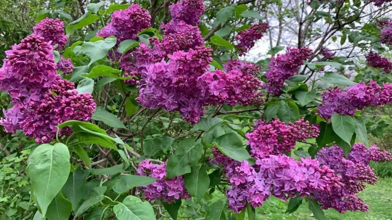 Công dụng và các bài thuốc chữa bệnh từ cây tử đinh hương Công dụng và các bài thuốc chữa bệnh từ cây tử đinh hương