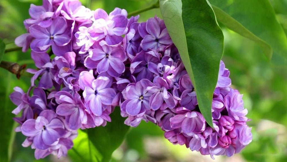 Công dụng và các bài thuốc chữa bệnh từ cây tử đinh hương Công dụng và các bài thuốc chữa bệnh từ cây tử đinh hương