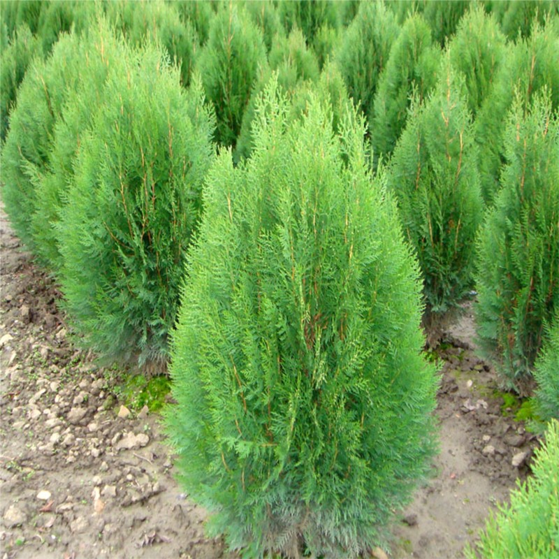 Trắc bách diệp – Vị thuốc quý từ thiên nhiên