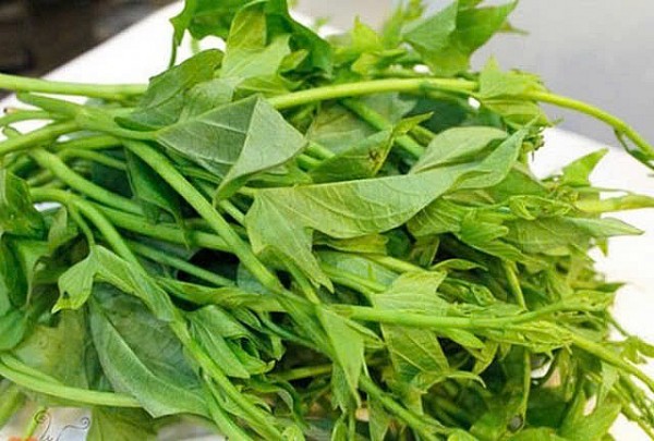 Những lưu ý khi sử dụng rau khoai lang làm thuốc