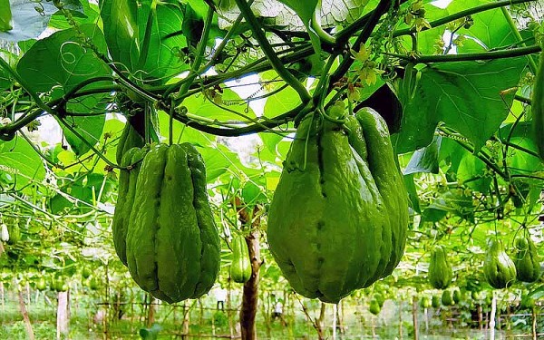 Một số bài thuốc dân gian từ rau su su