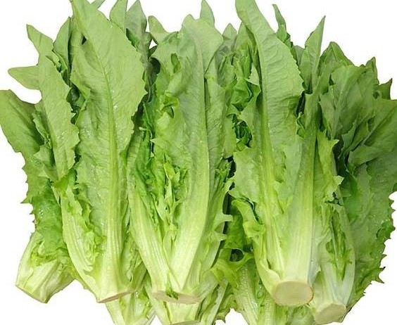 Tác dụng của canxi trong rau diếp: Nguồn dinh dưỡng quý cho sức khỏe